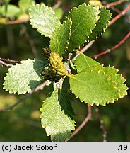 Betula humilis