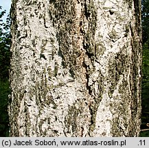 Betula pubescens (brzoza omszona)