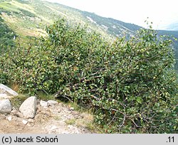 Betula pubescens ssp. carpatica