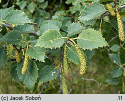 Betula pubescens ssp. carpatica