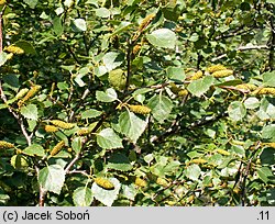 Betula pubescens ssp. carpatica