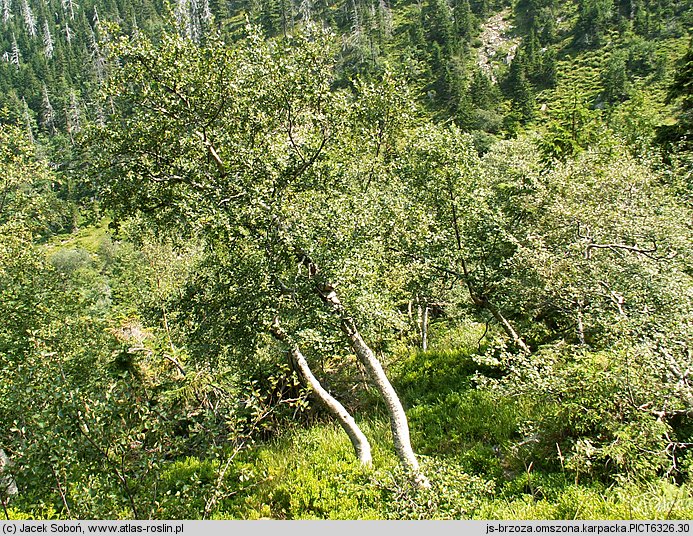 Betula pubescens ssp. carpatica