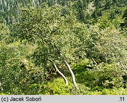 Betula pubescens ssp. carpatica