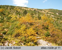 Betula pubescens ssp. carpatica (brzoza omszona karpacka)