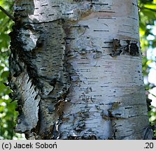 Betula papyrifera