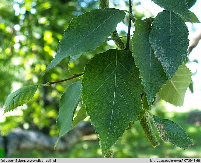 Betula papyrifera