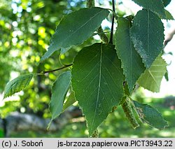 Betula papyrifera