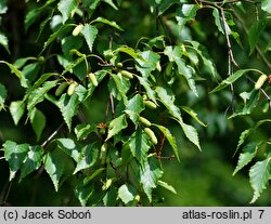 Betula papyrifera (brzoza papierowa)