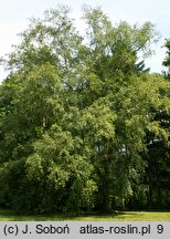 Betula papyrifera (brzoza papierowa)