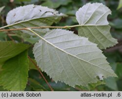 Betula papyrifera (brzoza papierowa)