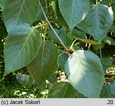 Betula utilis ssp. jacquemontii (brzoza pożyteczna odm. Jacquemonta)