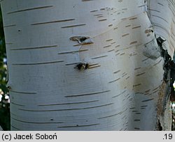 Betula utilis ssp. jacquemontii (brzoza pożyteczna odm. Jacquemonta)