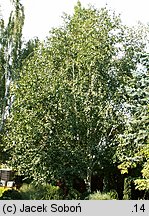 Betula utilis ssp. jacquemontii (brzoza pożyteczna odm. Jacquemonta)