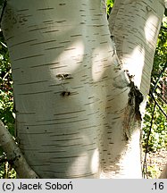 Betula utilis ssp. jacquemontii (brzoza pożyteczna odm. Jacquemonta)