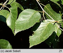 Betula utilis ssp. jacquemontii (brzoza pożyteczna odm. Jacquemonta)