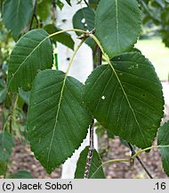 Betula utilis ssp. jacquemontii (brzoza pożyteczna odm. Jacquemonta)