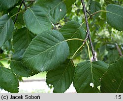 Betula utilis ssp. jacquemontii (brzoza pożyteczna odm. Jacquemonta)