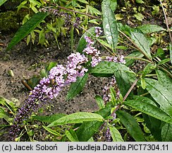 Buddleja davidii