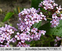 Buddleja davidii