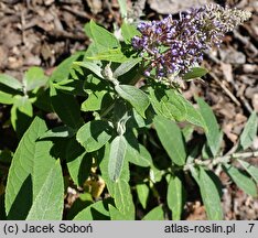 Buddleja davidii Butterfly Candy Lila Sweetheart