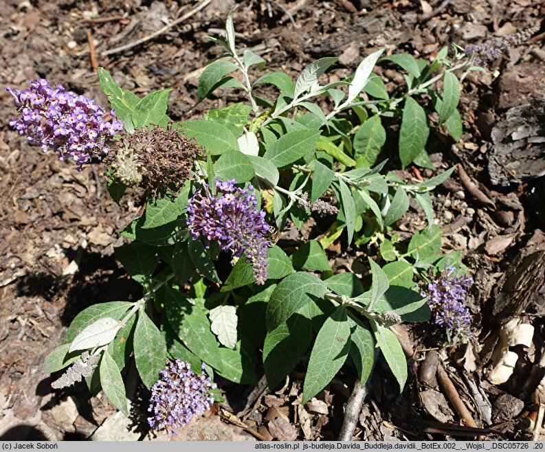 Buddleja davidii Butterfly Candy Lila Sweetheart
