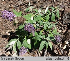 Buddleja davidii Butterfly Candy Lila Sweetheart