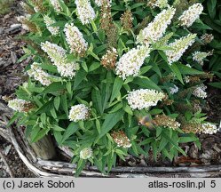 Buddleja davidii Butterfly Candy Little White
