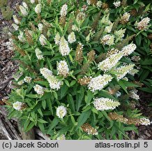 Buddleja davidii Butterfly Candy Little White