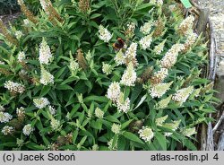 Buddleja davidii Butterfly Candy Little White