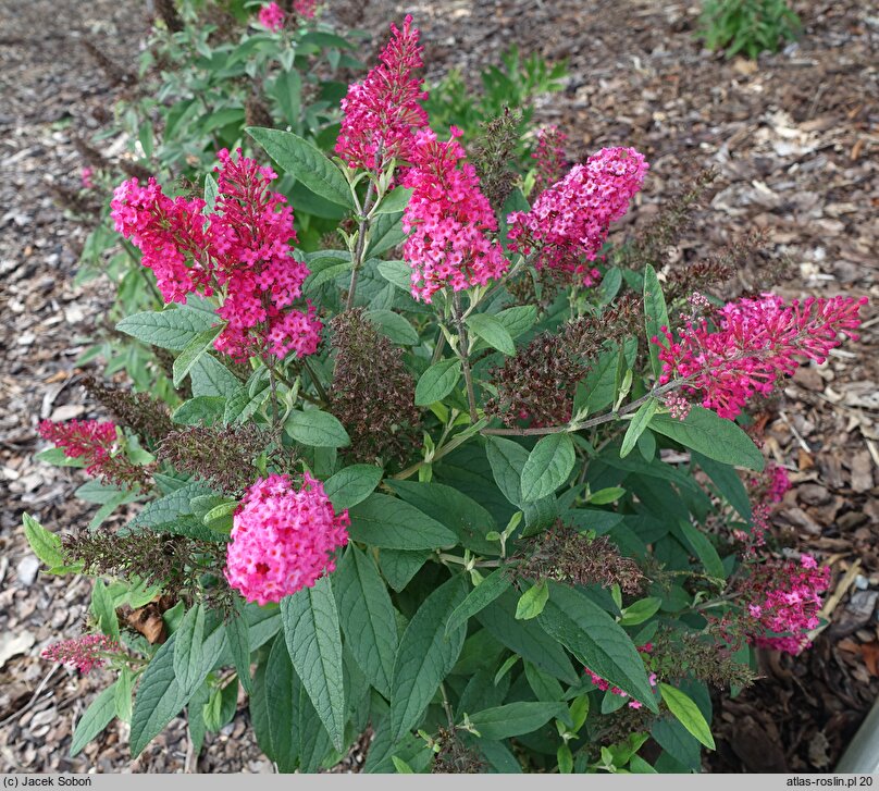 Buddleja davidii Butterfly Candy Little Ruby