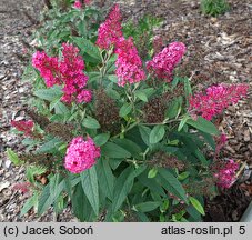 Buddleja davidii Butterfly Candy Little Ruby