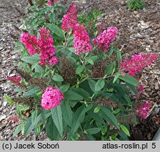 Buddleja davidii BotEx 006