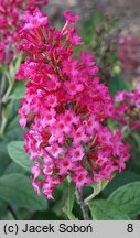 Buddleja davidii Butterfly Candy Little Ruby
