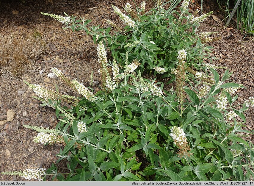 Buddleja davidii Ice Chip