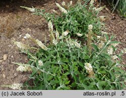 Buddleja davidii Ice Chip