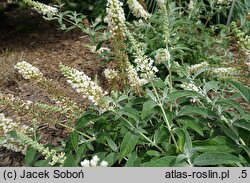 Buddleja davidii Ice Chip