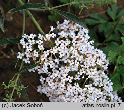 Buddleja davidii Monite