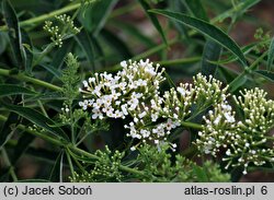 Buddleja davidii Monite