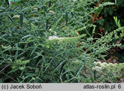 Buddleja davidii Monite