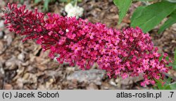 Buddleja davidii Tutti Frutti
