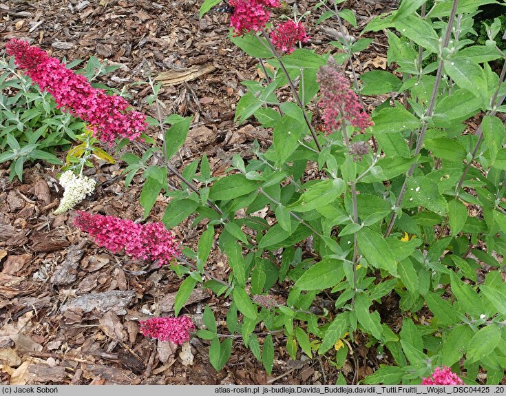 Buddleja davidii Tutti Frutti