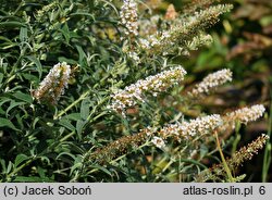 Buddleja davidii White Ball