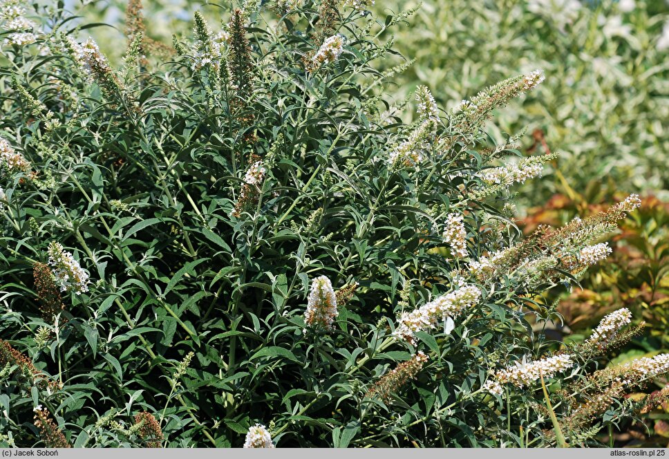 Buddleja davidii White Ball