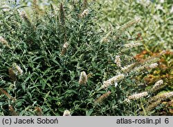 Buddleja davidii White Ball