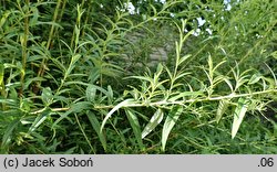 Buddleja alternifolia (buddleja skrętolistna)