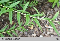 Buddleja alternifolia (buddleja skrętolistna)