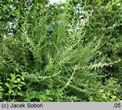 Buddleja alternifolia (buddleja skrętolistna)