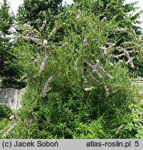 Buddleja alternifolia (buddleja skrętolistna)