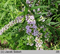 Buddleja alternifolia (buddleja skrętolistna)