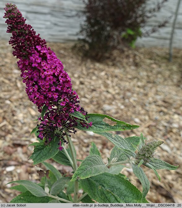 Buddleja Miss Molly